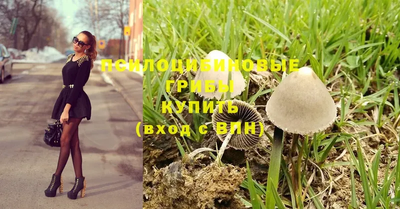 hydra зеркало  где можно купить   Фролово  Псилоцибиновые грибы Psilocybine cubensis 